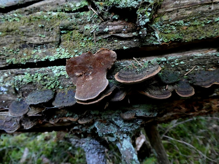 Phellinus viticola