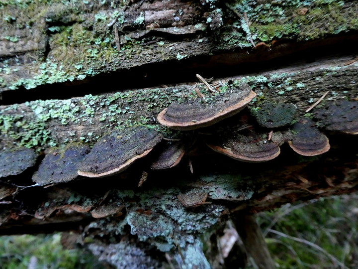 Phellinus viticola