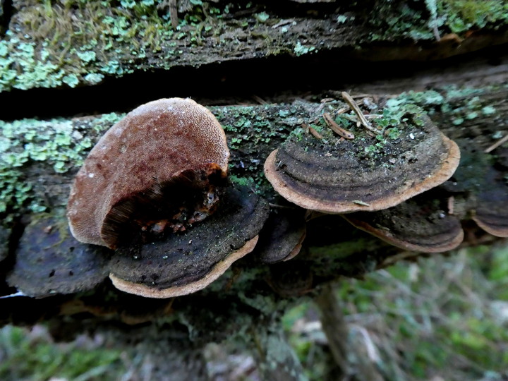 Phellinus viticola