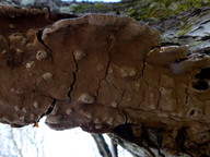 Phellinus conchatus