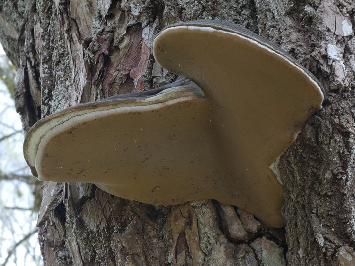 Phellinus igniarius