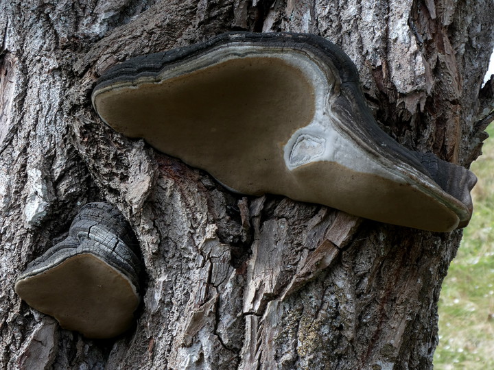 Phellinus igniarius