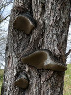 Phellinus igniarius