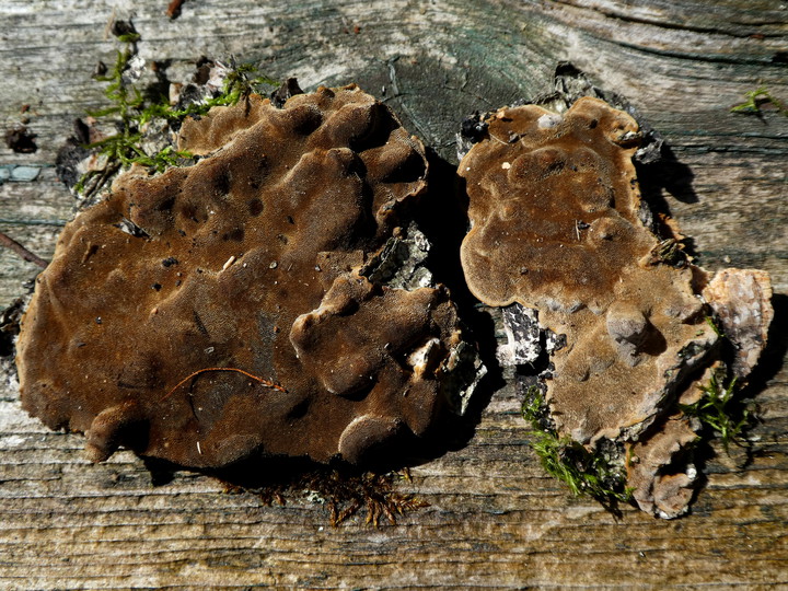 Phellinus laevigatus