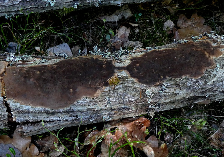 Phellinus punctatus