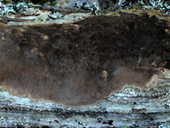 Phellinus punctatus