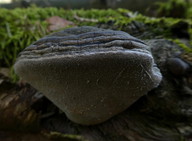 Phellinus igniarius