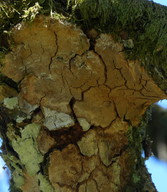 Phellinus punctatus