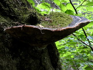 Phellinus alni