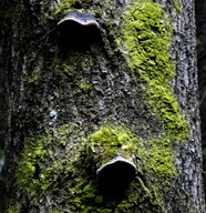 Phellinus tremulae