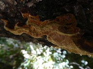 Phellinus viticola