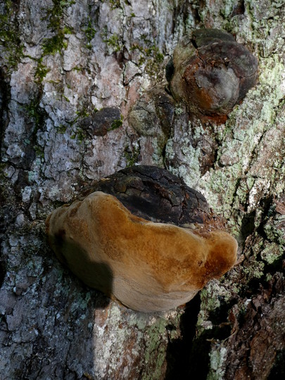 Phellinus robustus