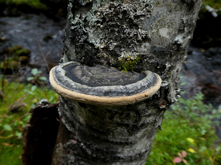 Phellinus lundellii