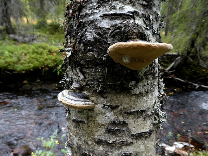 Phellinus lundellii