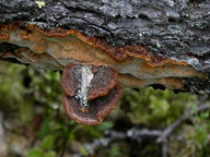 Phellinus chrysoloma