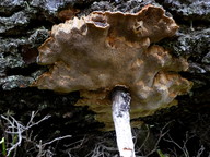 Phellinus chrysoloma