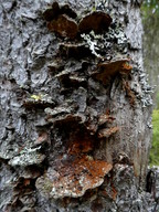 Phellinus chrysoloma