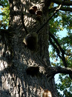 Phellinus robustus