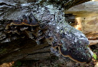 Phellinus conchatus