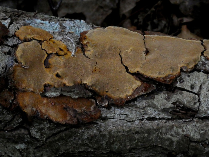 Phellinus conchatus