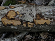 Phellinus conchatus