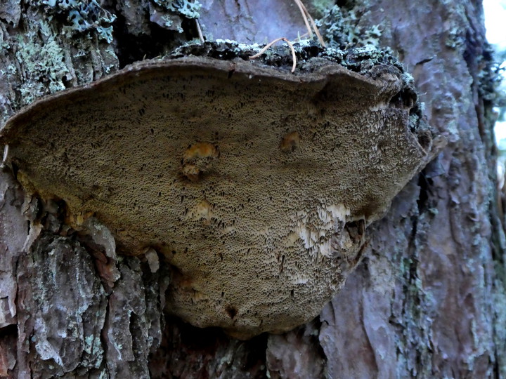 Phellinus pini