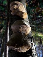 Phellinus pomaceus