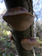 Phellinus pomaceus