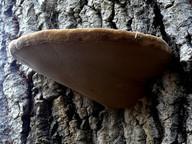 Phellinus populicola