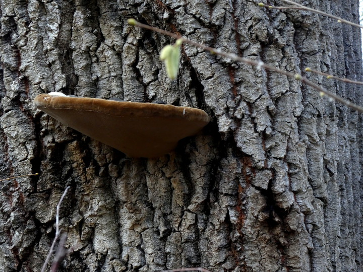 Phellinus populicola