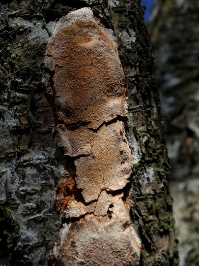 Phellinus pomaceus