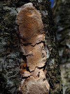 Phellinus pomaceus