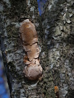 Phellinus pomaceus