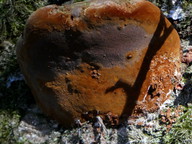 Phellinus robustus