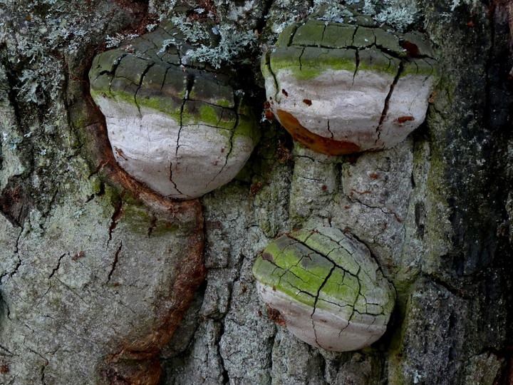 Phellinus robustus