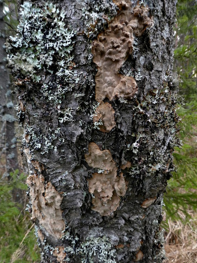 Phellinus laevigatus