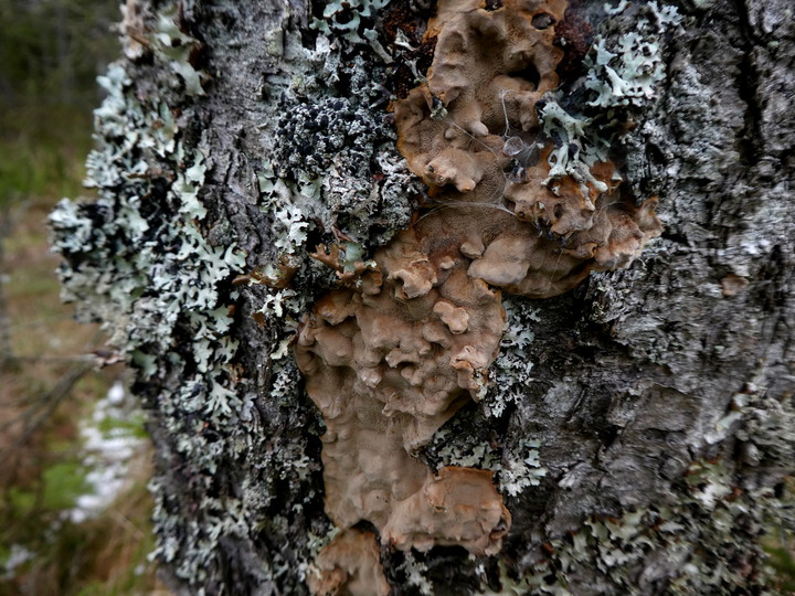 Phellinus laevigatus