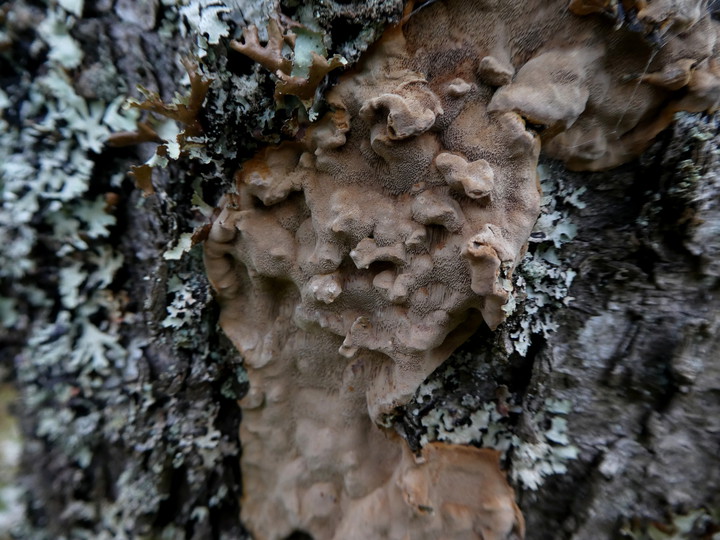 Phellinus laevigatus