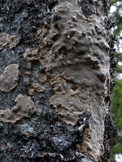 Phellinus laevigatus