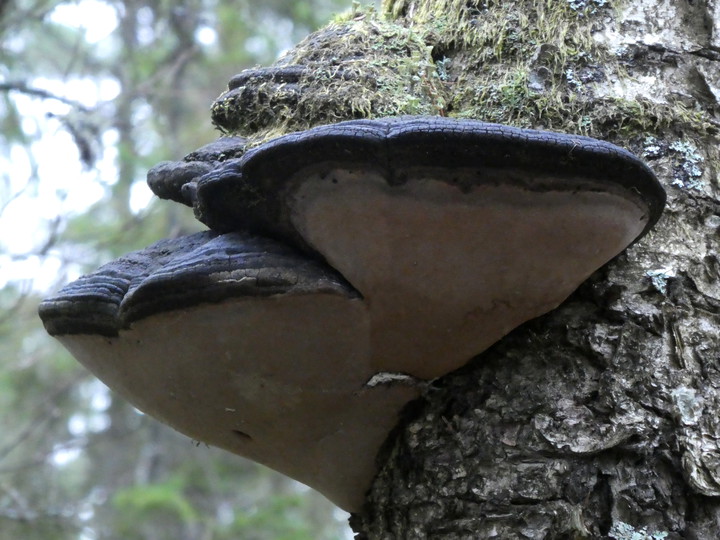 Phellinus nigricans