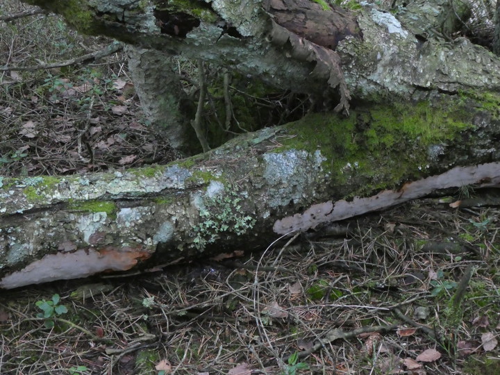 Phellinus laevigatus