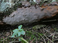 Phellinus laevigatus