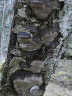 Phellinus lundellii