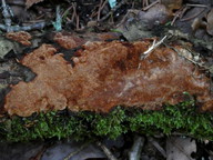 Phellinus ferreus