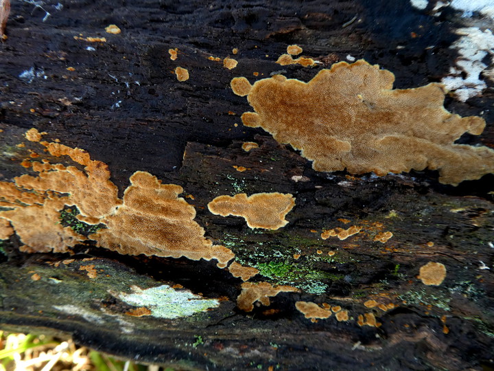 Phellinus ferruginosus