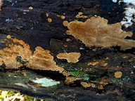 Phellinus ferruginosus