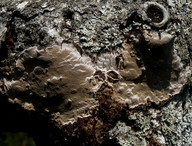 Phellinus laevigatus