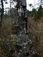 Phellinus cinereus