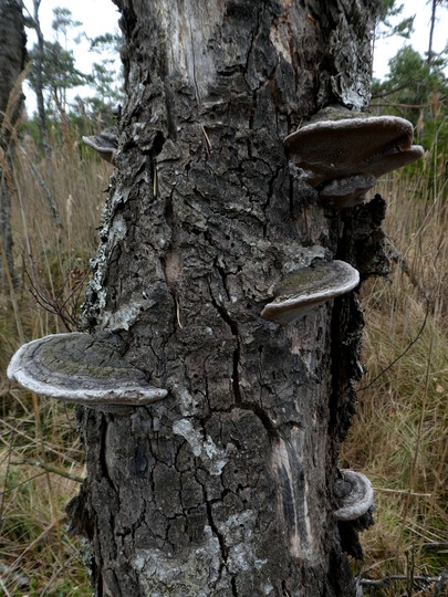 Phellinus cinereus