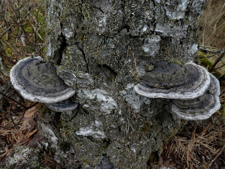 Phellinus cinereus